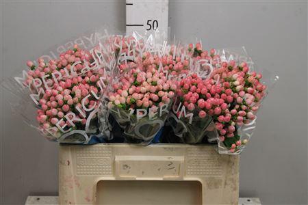 <h4>Hyp Coco Casino</h4>