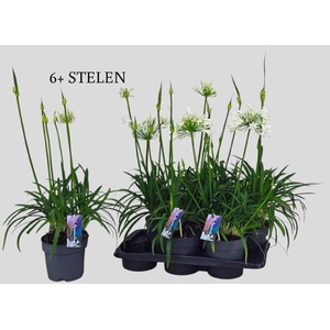 AGAPA PITCHOUN WHITE