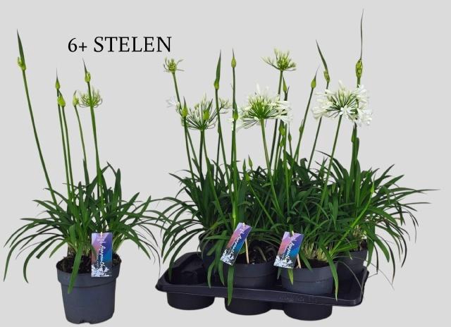 <h4>AGAPA PITCHOUN WHITE</h4>