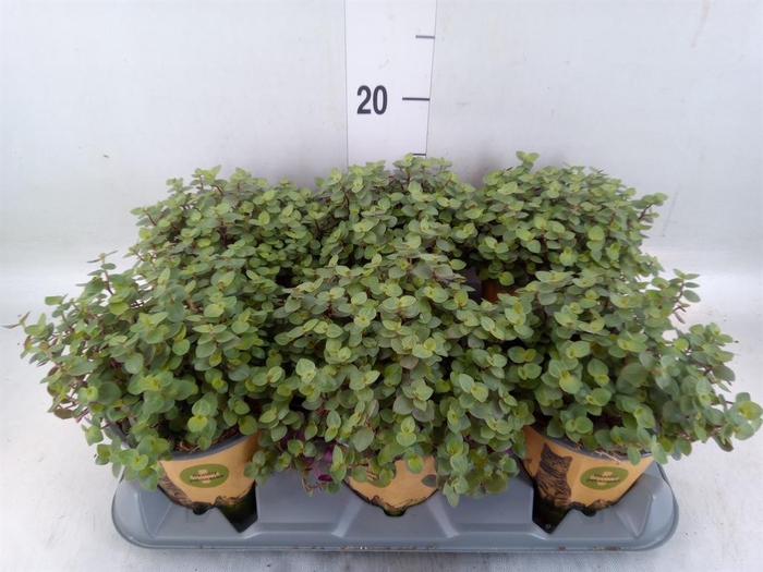 <h4>Callisia repens</h4>