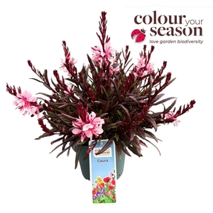 Gaura Gaudi P15 Rose