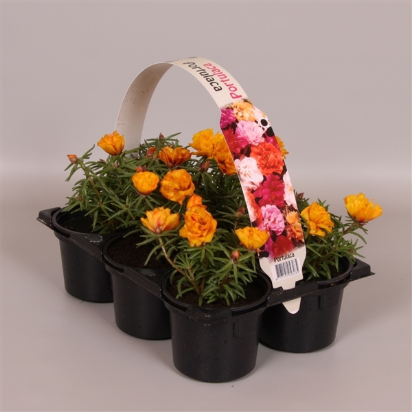 <h4>Portulaca geel 6p</h4>