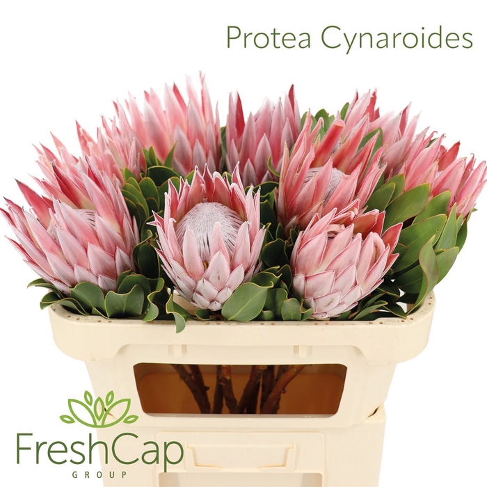 <h4>Protea cynaroides</h4>