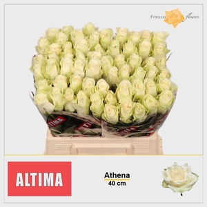 R GR ATHENA