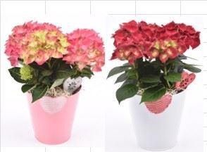 <h4>Zink hart pot 15cm</h4>