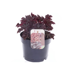 Heuchera Melting Fire