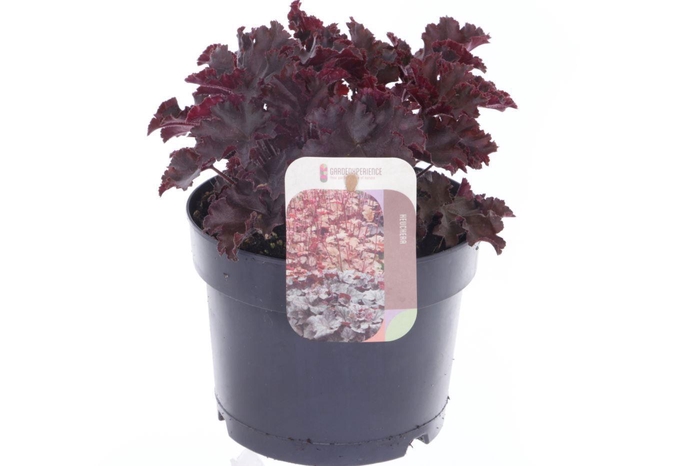 <h4>Heuchera Melting Fire</h4>