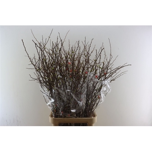 Chaenomeles X Superba.ca 120/130cm