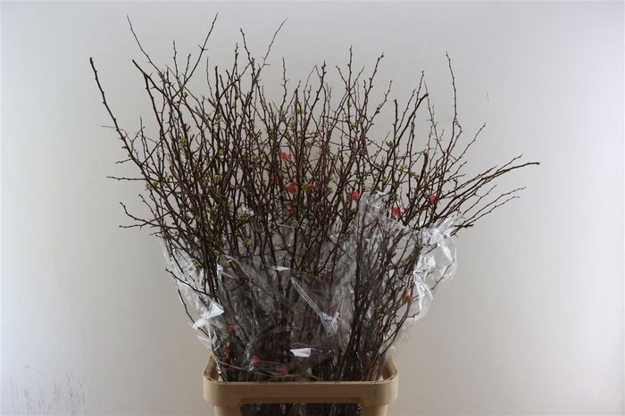 <h4>Chaenomeles X Superba.ca 120/130cm</h4>