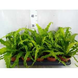 Asplenium antiquum 'Osaka'