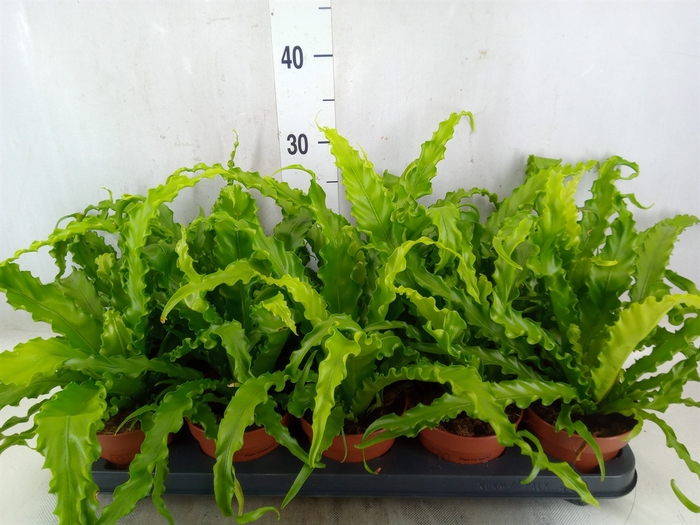 <h4>Asplenium antiquum 'Osaka'</h4>
