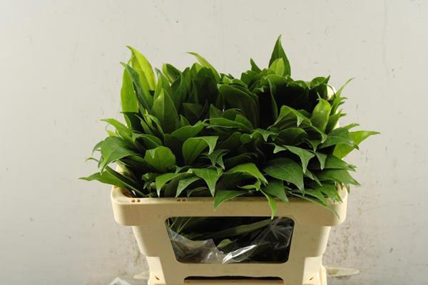 <h4>Deco Gr Cocculus Bl L 50 !!!!!</h4>