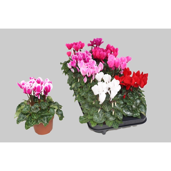 <h4>CYCL MD SUP ALLURE</h4>