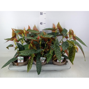 Begonia BD mac. 'Wightii'