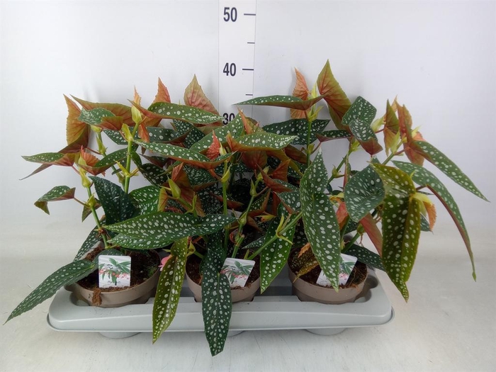 <h4>Begonia BD mac. 'Wightii'</h4>