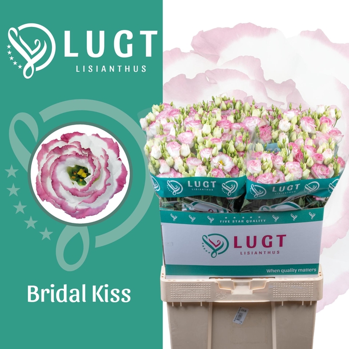 <h4>Lisianthus Croma Bridal Kiss</h4>