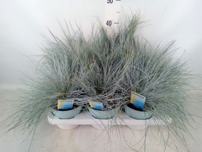 <h4>Festuca glauca 'Intens Blue'</h4>