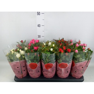 Rosa  'Star Roses'   ...mix 4