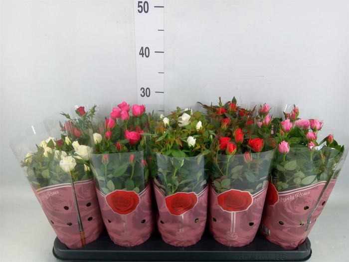 <h4>Rosa 'Star Roses' ...mix 4</h4>