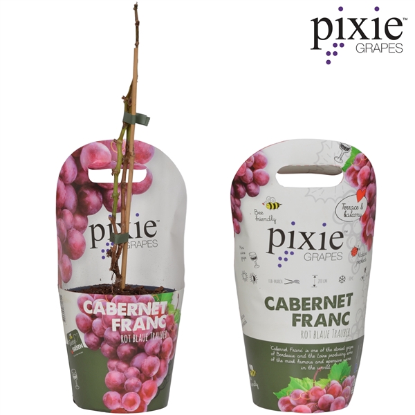 <h4>Vitis Pixie 'Cabernet Franc' Bio P14 Potcover</h4>