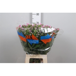Phlox P Senora