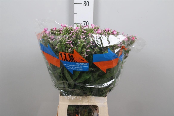 <h4>Phlox P Senora</h4>