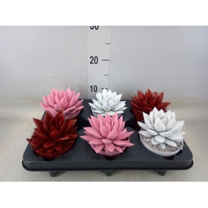 Echeveria  'Miranda'