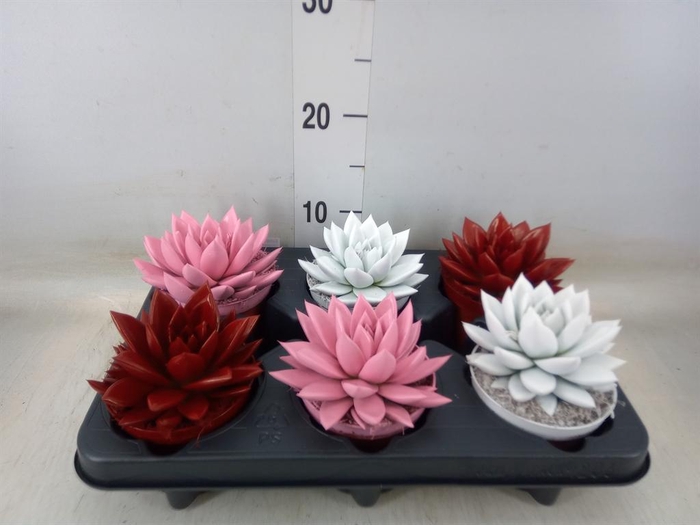 <h4>Echeveria  'Miranda'</h4>