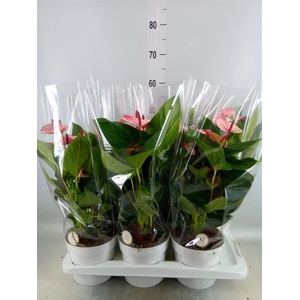 Anthurium andr. 'Mystique'