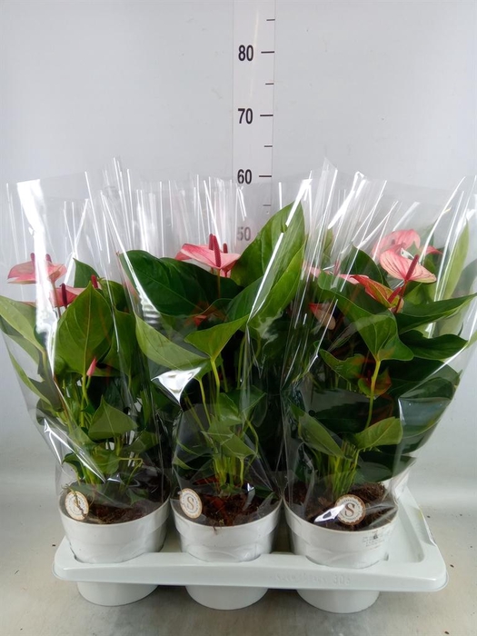 <h4>Anthurium andr. 'Mystique'</h4>