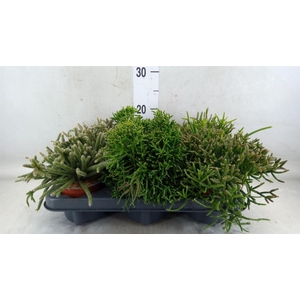 Rhipsalis   ...mix