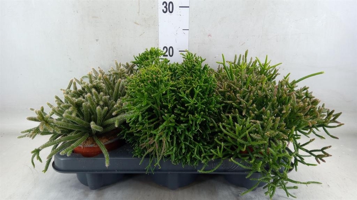 <h4>Rhipsalis   ...mix</h4>