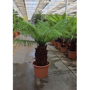 Dicksonia antarctica