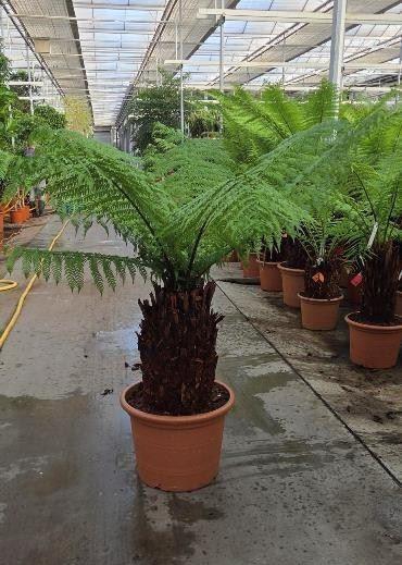<h4>Dicksonia antarctica</h4>