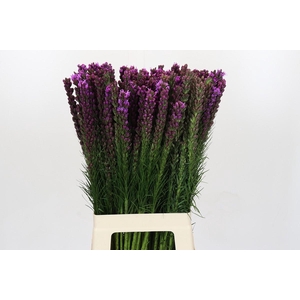 Liatris Callilepis