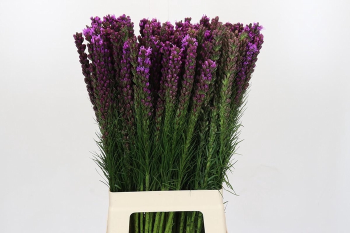 <h4>Liatris Callilepis</h4>