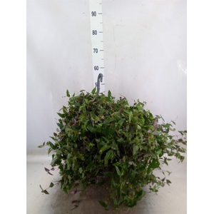Tradescantia   ...