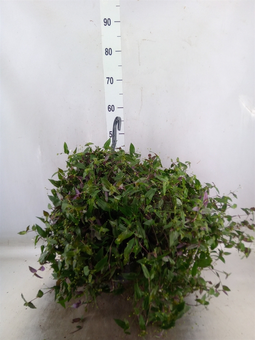 <h4>Tradescantia   ...</h4>