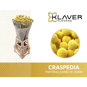 Craspedia Paintball Jumbo Klaver