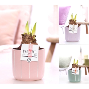 Hippeastrum mix in P&PURE Fleur ceramics ass.3