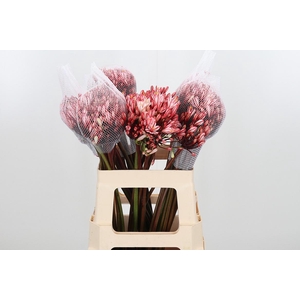 Agapanthus Kl Bh Rood