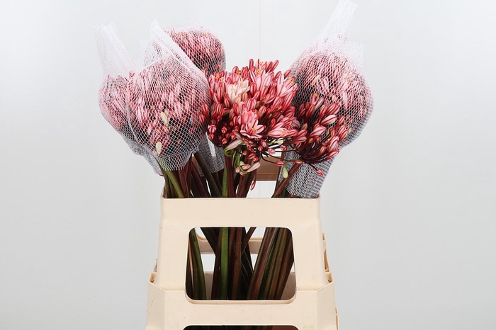 <h4>Agapanthus Kl Bh Rood</h4>