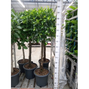 Ficus microcarpa   ...