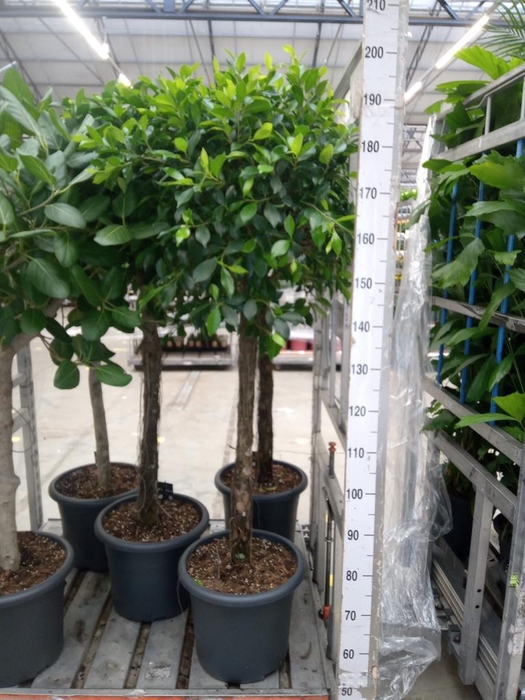 <h4>Ficus microcarpa   ...</h4>