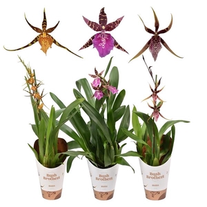 Brassia 'Summer Dream'
