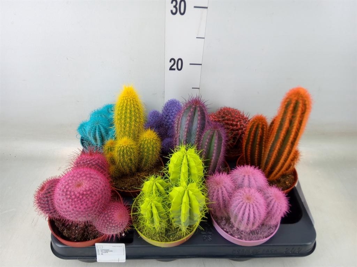 <h4>Cactus   ...</h4>