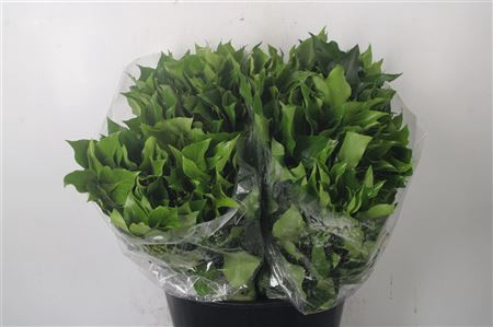 <h4>Hedera Leaves Per Bunch</h4>