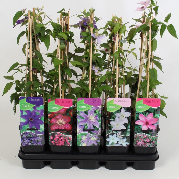 <h4>Clematis Mix</h4>