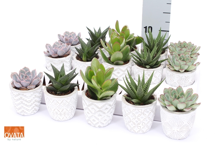 <h4>SUCC GEM 5 SRT</h4>