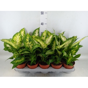 Dieffenbachia  'Compacta'